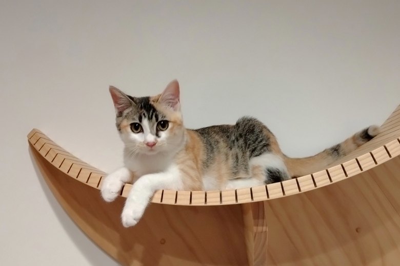 円形のキャットステップでくつろぐ猫