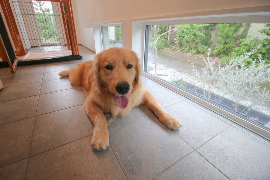 玄関土間から地窓の外を眺める愛犬