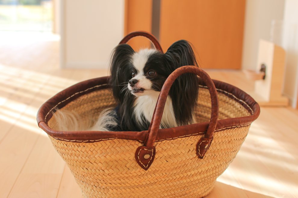 無垢材の床に置いたかごでくつろぐ愛犬
