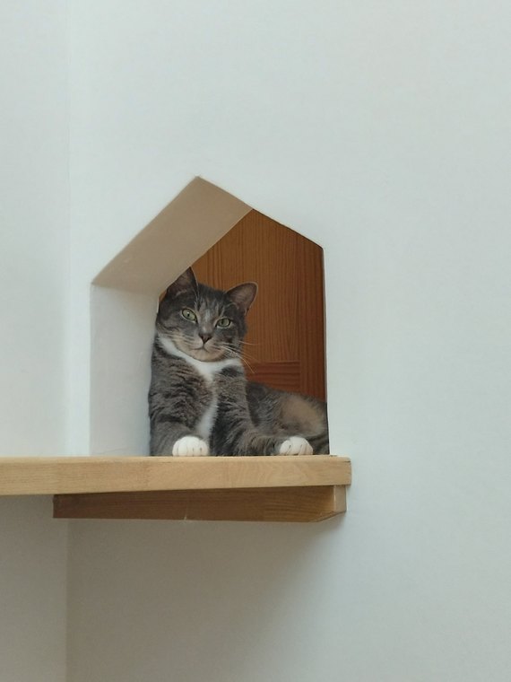 キャットウォークに設けた家型のニッチでくつろぐ猫