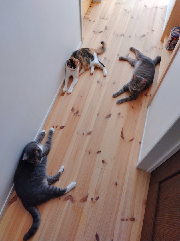 無垢材の廊下でくつろぐ3匹の猫