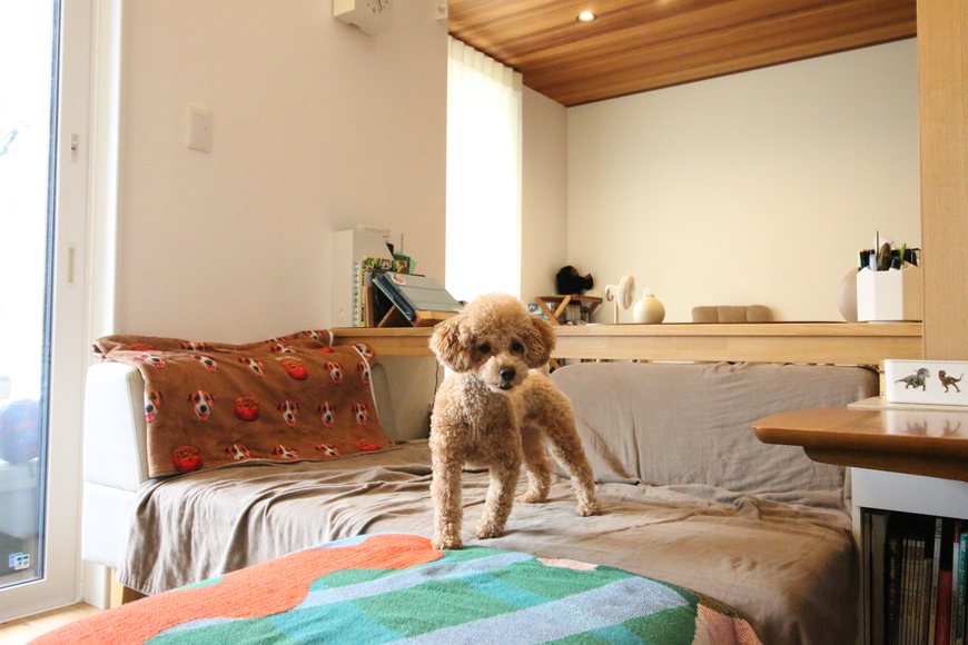 リビングのソファでくつろぐ愛犬