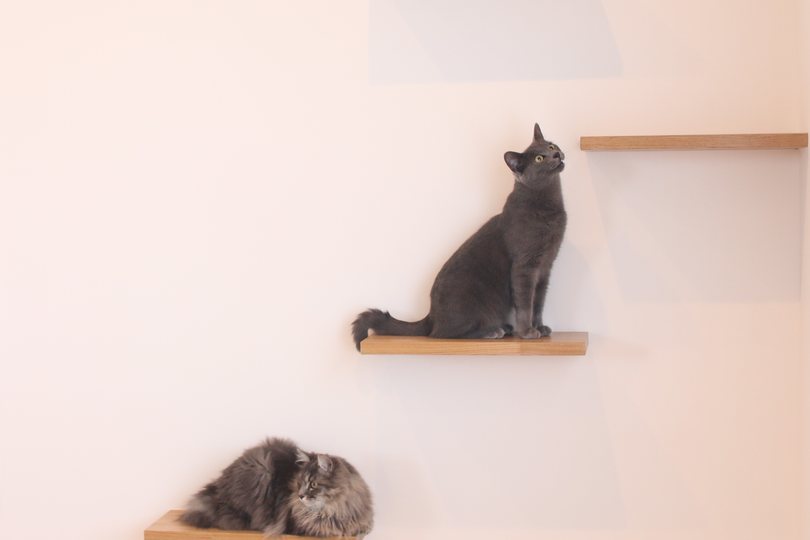 壁のキャットステップで過ごす2匹の猫