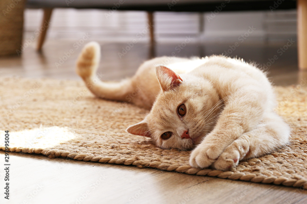 POINT02｜冬の朝、窓辺でくつろぐ猫と家中に日が回るリビング