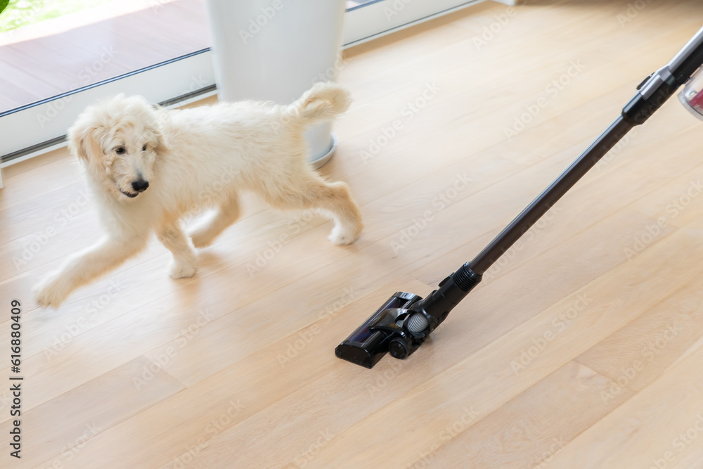 POINT03｜無垢材の床を走る犬と、床に寝そべる犬と子ども