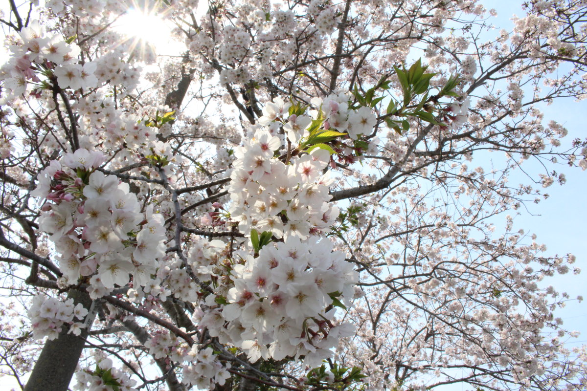 満開の桜の中で -御前崎市塩原新田U様邸- 地鎮祭