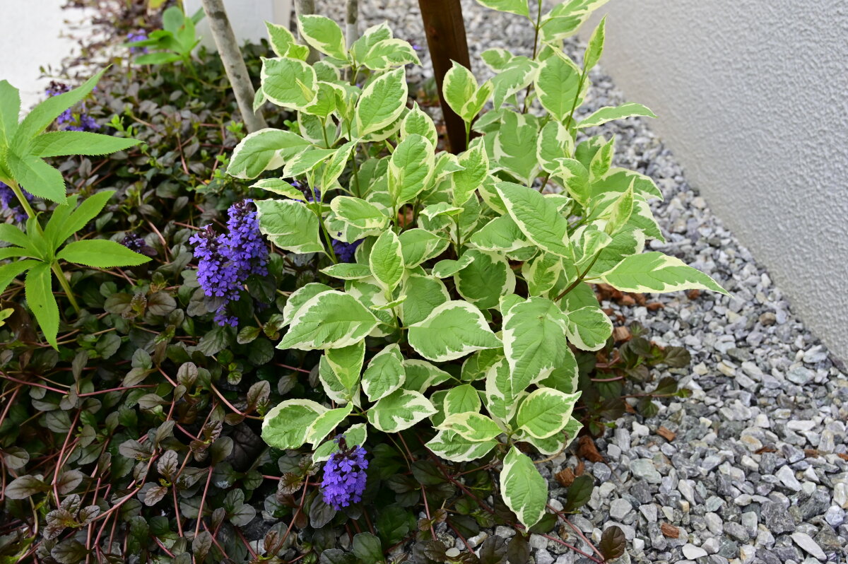 シンボルツリーの成長と庭の雑草たち🌸