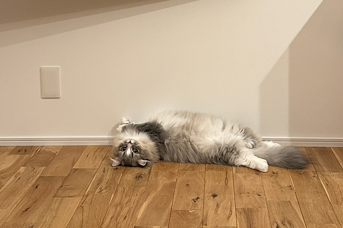 無垢床と漆喰の家は、犬や猫にとってどんなメリットがある？