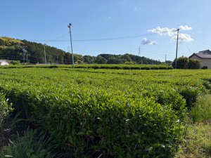 IMG_2258