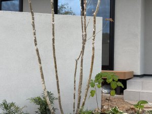 S__2564109